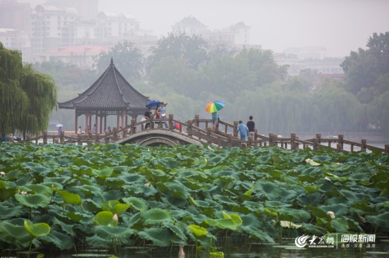 大明湖畔赏雨荷,娇艳欲滴格外美