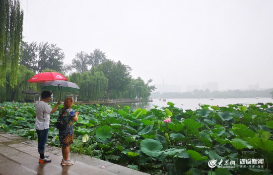 大明湖畔赏雨荷,娇艳欲滴格外美