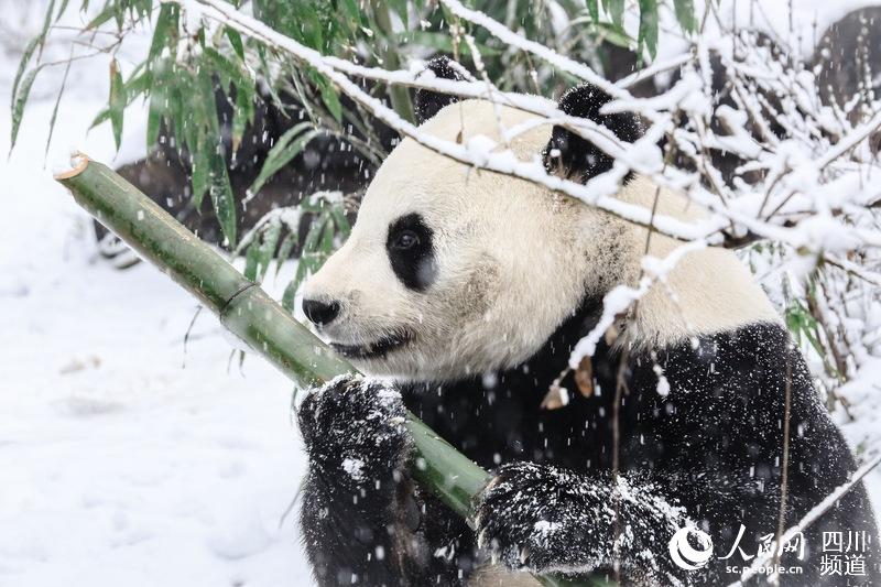 成都大熊猫娅双二喜享受雪季