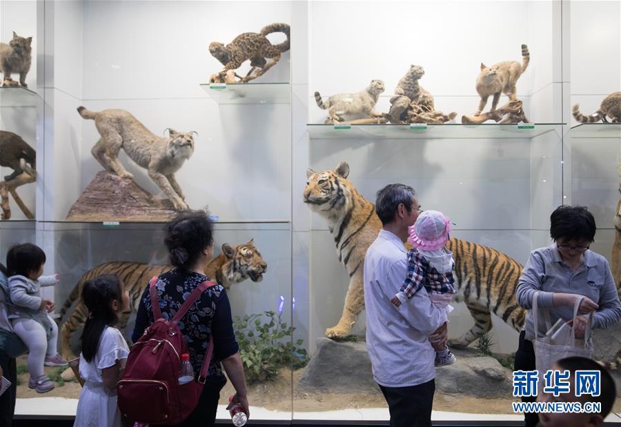 5月20日,在国家动物博物馆,孩子和家长在参观标本展馆.