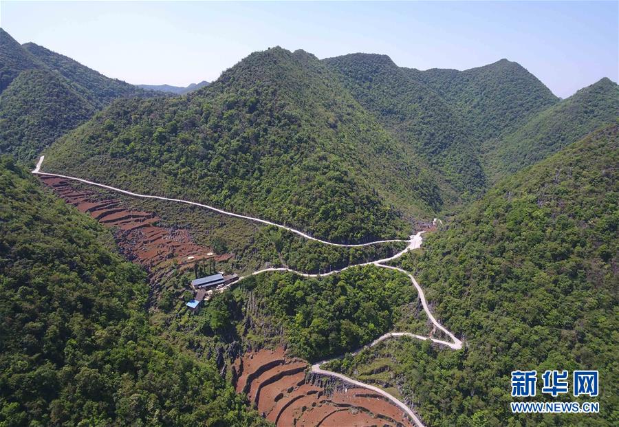 云南西畴县蚌谷乡龙正村农民在管理种植的经济作物(4月17日摄).