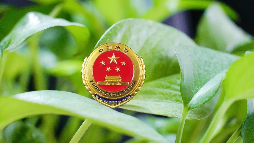 实力圈粉!中国检察公益诉讼"c位出道"