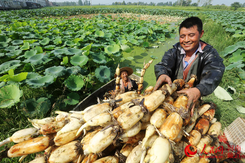 河南光山特色产业莲藕种植富乡亲