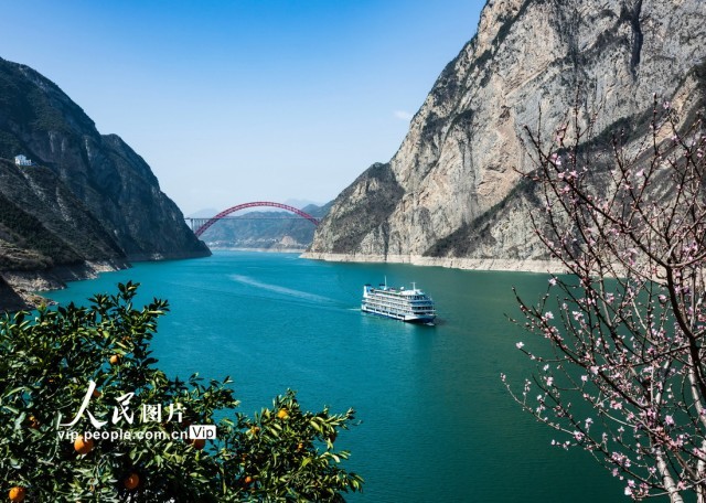 2023年3月13日，船舶从三峡库区湖北省宜昌市秭归县链子岩村桃花盛开的脐橙果园前开过。