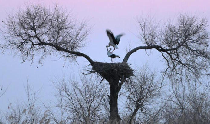 冰雪渐融春意动 候鸟归飞入画屏.jpg