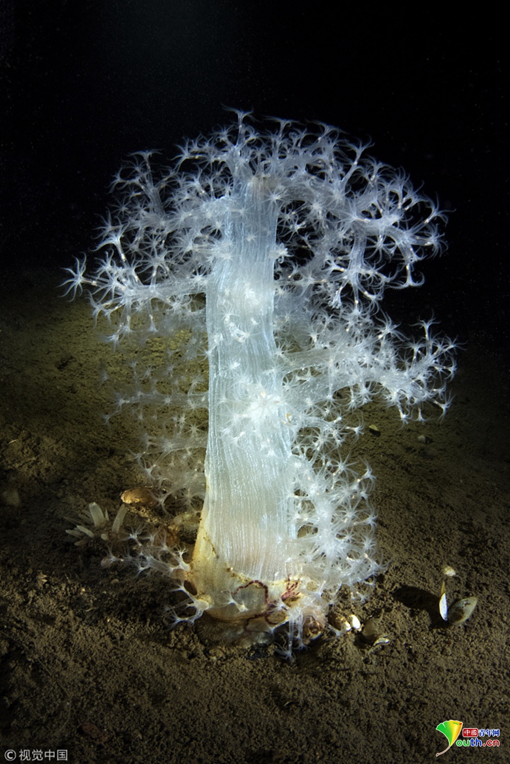 图为拍摄到的水下生物.图片来源:视觉中国