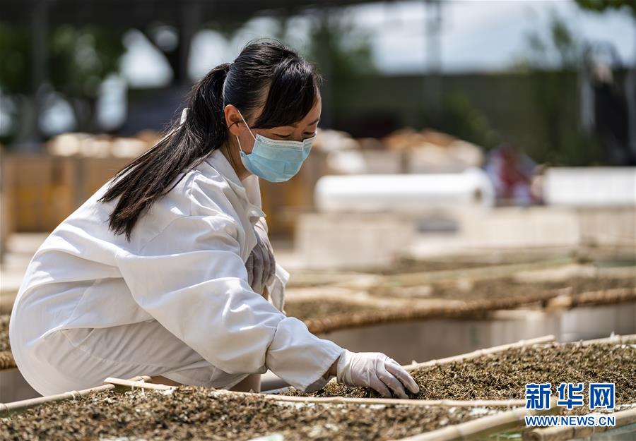 4月28日,宋玉琳在检查晾晒的干香椿芽.新华社发(向红梅 摄)