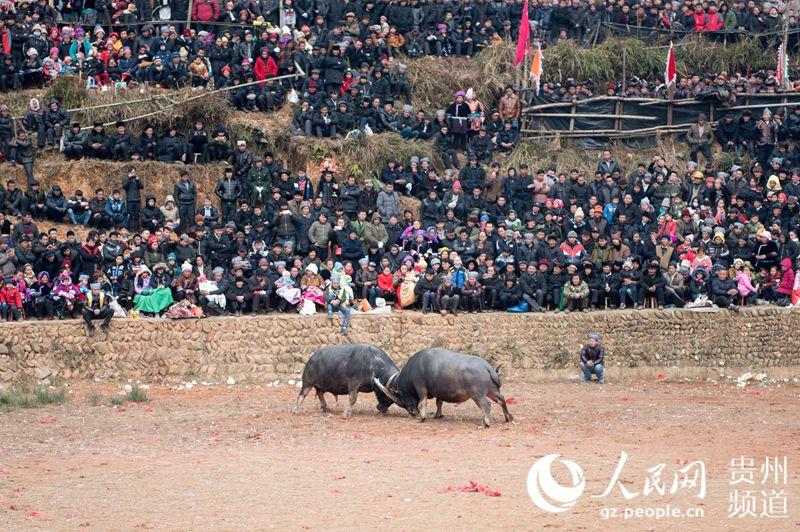 贵州从江斗牛迎新春