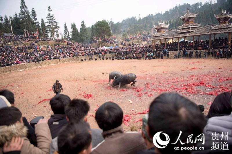 贵州从江斗牛迎新春