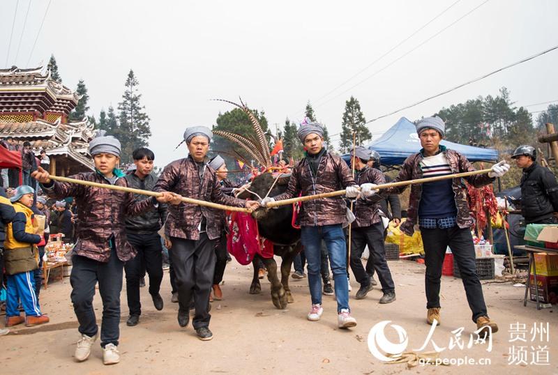 贵州从江斗牛迎新春