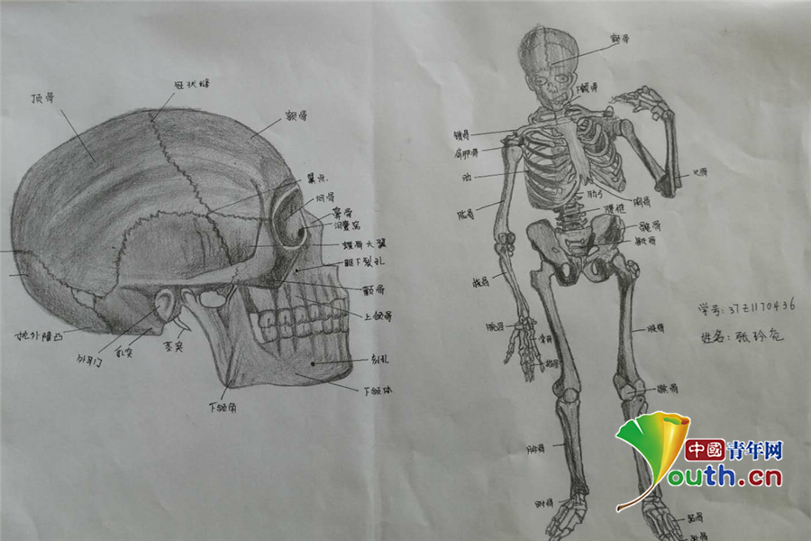 西安高校學生手繪百幅人體解剖圖開畫展效果勝3d