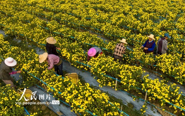 安徽庐江:“一村一品”助力乡村振兴【3】
