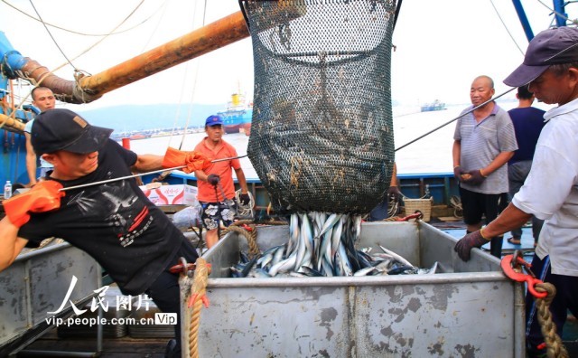 浙江玉环:秋捕归来鱼满仓【3】