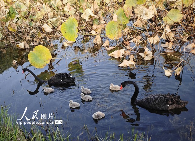 圆明园黑天鹅添丁