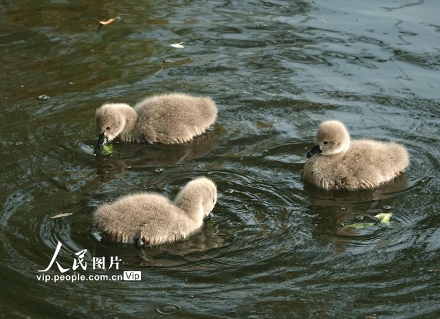 圆明园黑天鹅添丁【5】