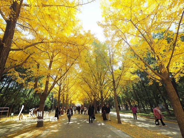 北京：地坛公园秋色浓【2】