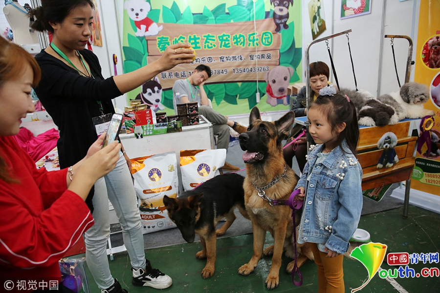 西安举办宠物展 汪星人展现萌实力
