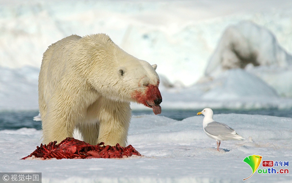 北极熊进食吃得满脸血 遭海鸥"嘲笑"
