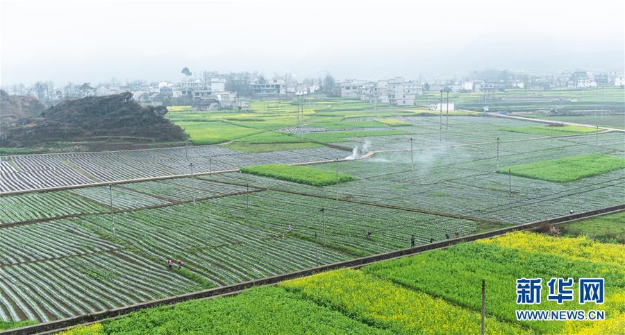 2月28日,農戶在六盤水六枝特區郎岱鎮的田地裡勞作.