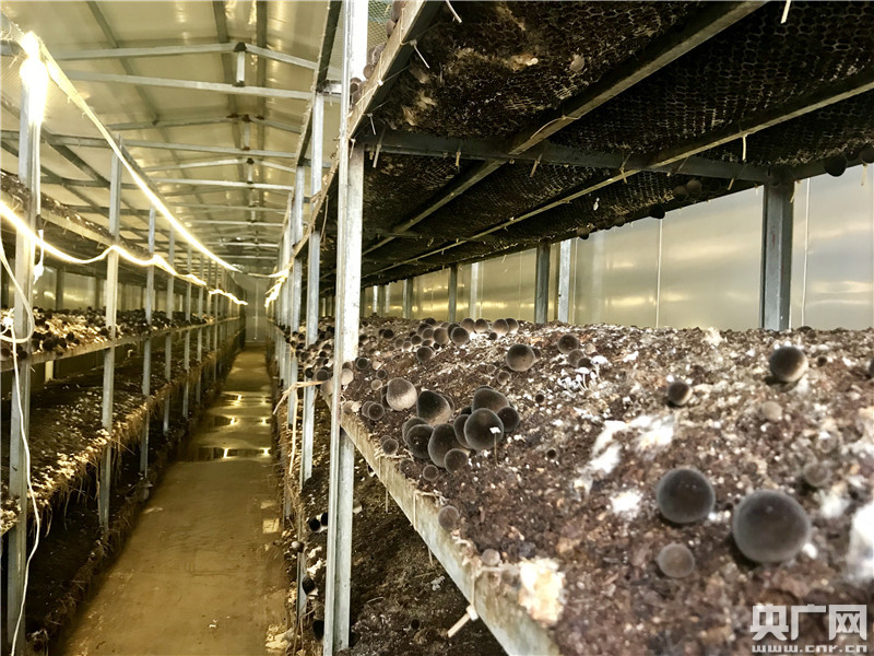 望江太慈镇:草菇种植 光伏发电 打造扶贫工作主战场