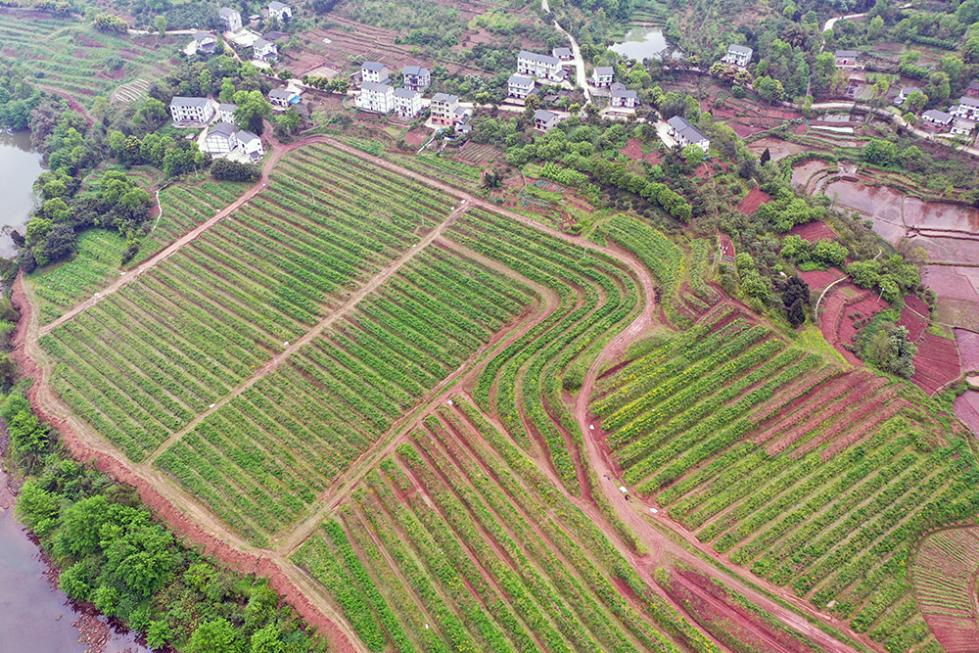 重庆"双十万工程"探索破解丘陵山区乡村振兴难题