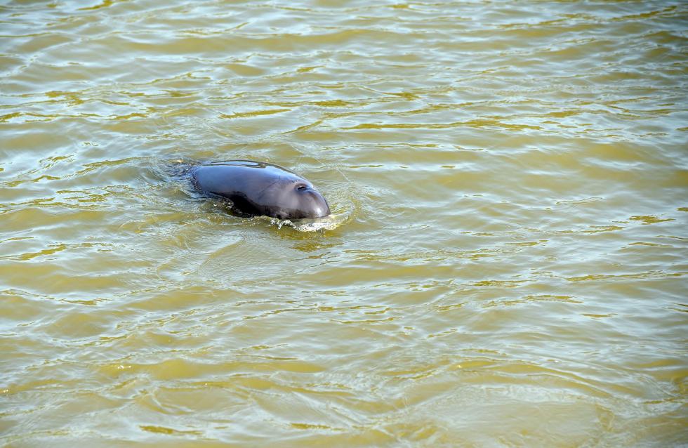 大河归来:中国全力恢复长江生物多样性