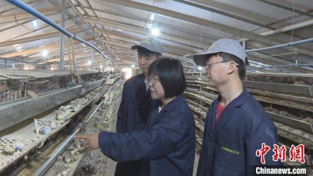 【十年@每一个奋斗的你】“最美科技工作者”赵洁:引进小鹌鹑托起大产业