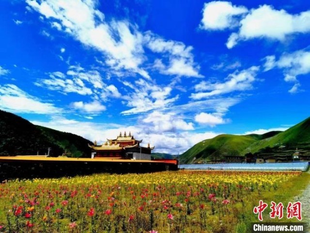 近百亩百合花竞相开放，景色诱人。　壤塘县委宣传部供图