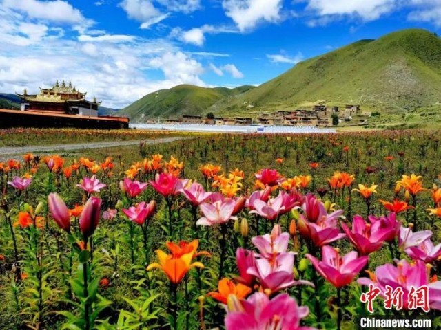 近百亩百合花竞相开放，景色诱人。　壤塘县委宣传部供图