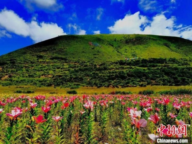 近百亩百合花竞相开放，景色诱人。　壤塘县委宣传部供图
