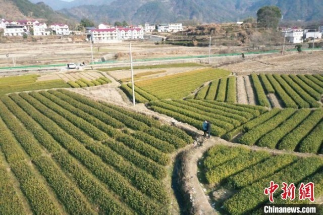 冬日暖阳下，青黄相接的茶苗圃给大别山增添了几抹亮色。　朱森森 摄