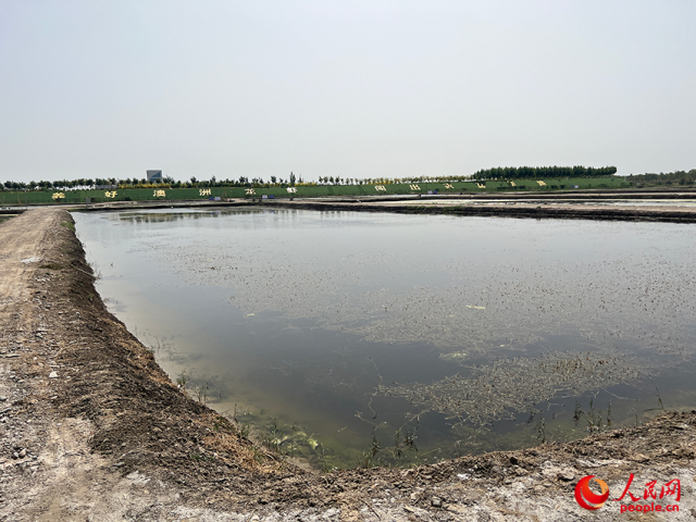新疆麦盖提县澳洲淡水龙虾试验养殖基地的龙虾池。人民网记者 常雪梅摄