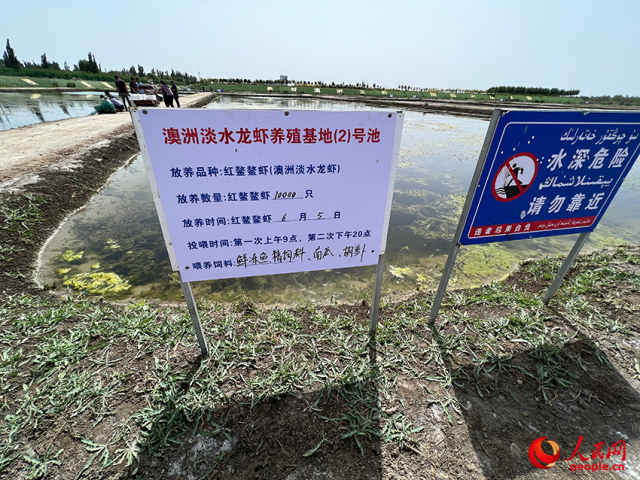 新疆麦盖提县澳洲淡水龙虾试验养殖基地的龙虾池。人民网记者 常雪梅摄