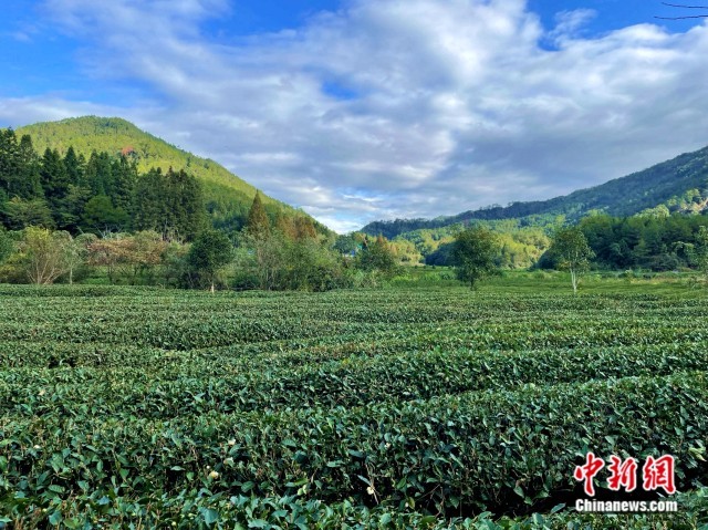 图为燕子窠生态茶园。<a target='_blank' href='/' ><p  align=