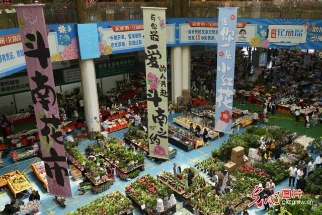 【发现最美铁路】“钢铁花路”护航云花绽放 日均4.5吨鲜切花乘“快车”香溢全球