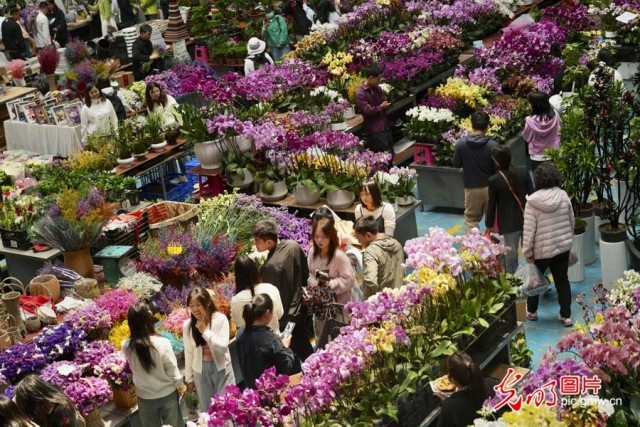 【发现最美铁路】“钢铁花路”护航云花绽放 日均4.5吨鲜切花乘“快车”香溢全球