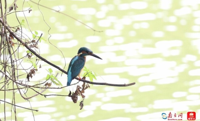 树梢上的普通翠鸟。（拍摄：江涛）