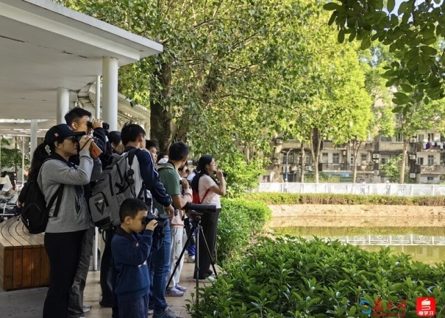 江涛组织的观鸟公益导览。