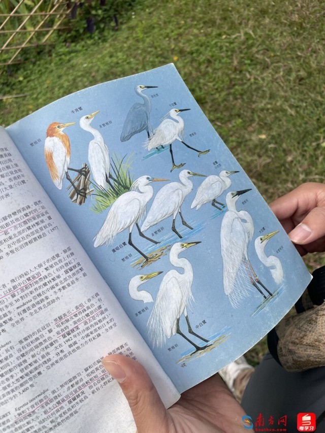 小火山正在翻阅鸟类图鉴。（拍摄：夏偲婉）