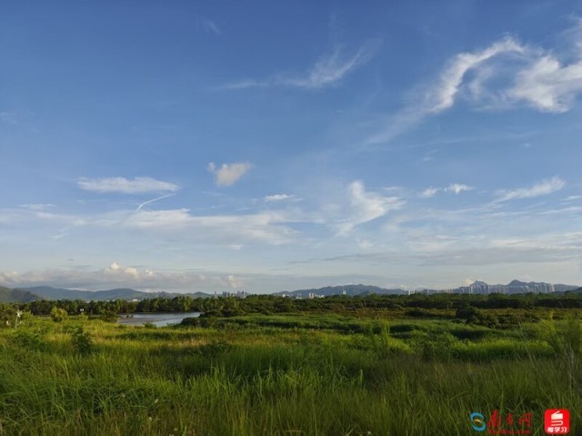 小火山的观鸟日常，福田红树林生态公园南区。（拍摄：小火山）