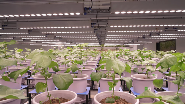 新春走基层｜这里的作物，正在做“CT”