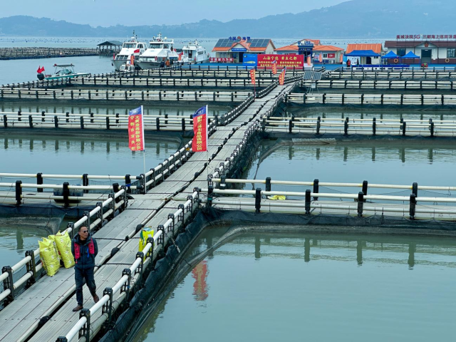 耕海牧渔白基湾：一条大黄鱼的竞速之旅