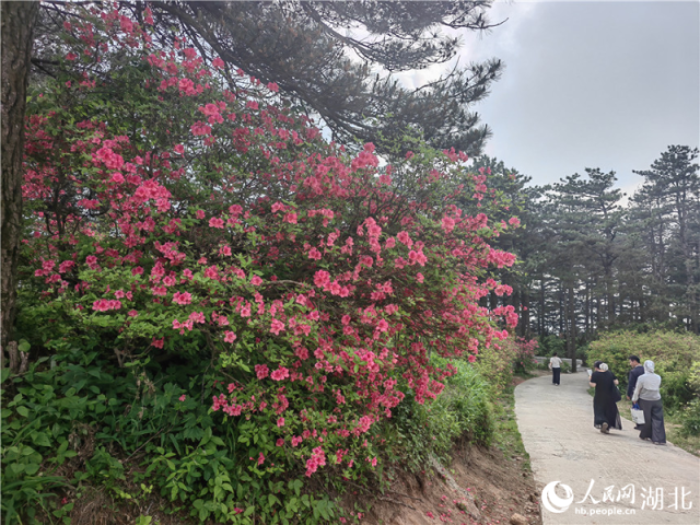 龟峰山顶目前还有部分杜鹃在开放,像站好春天“最后一班岗”。人民网记者 郭婷婷摄