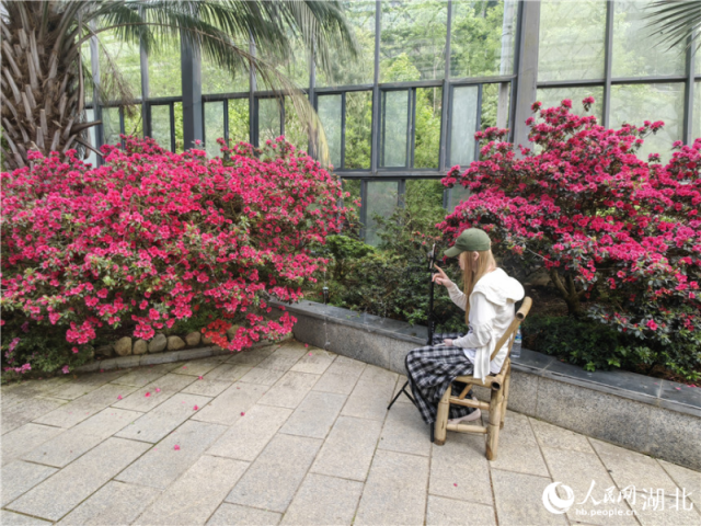 主播正在通过直播向大家介绍杜鹃博览园里盛开的杜鹃花。人民网记者 郭婷婷摄
