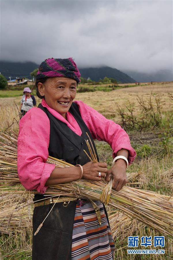 乃村村民在收割小麦(8月26日摄).新华社记者 多吉占堆 摄
