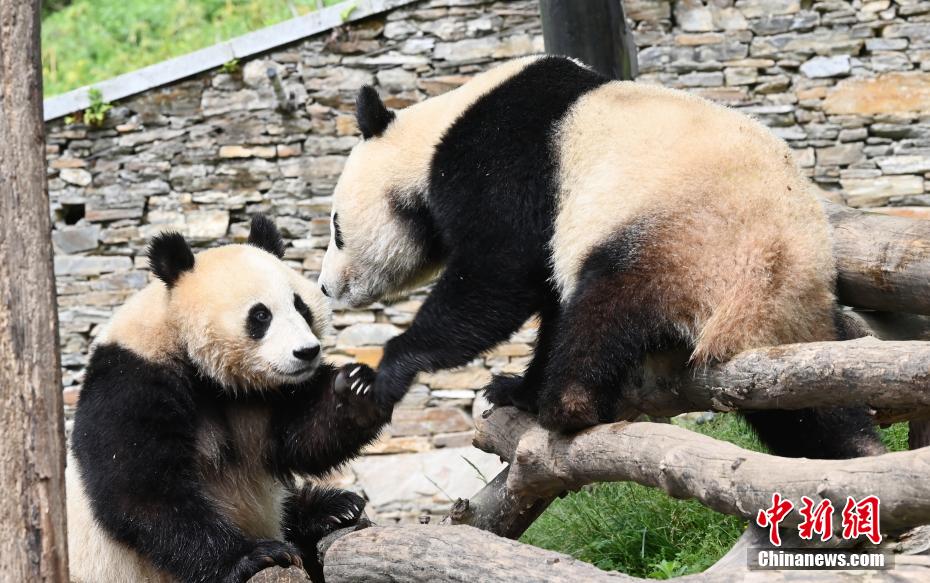 大熊猫玩闹的样子图片