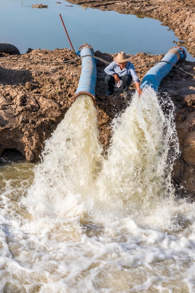 2022年8月15日，安徽省芜湖市繁昌区荻港镇黄浒河河床内，一名农民正在查看水泵抽取江水的情况。