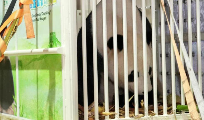 大熊猫“辰星”“晓月”抵达马来西亚吉隆坡.jpg