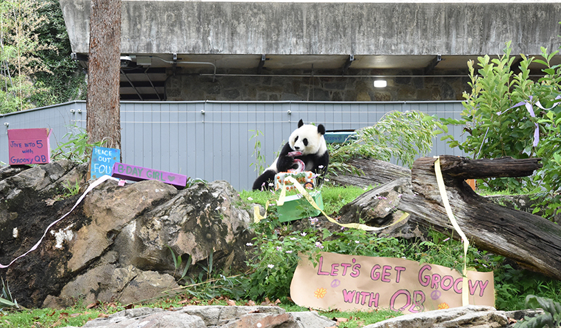 旅美大熊猫“青宝”迎来5岁生日.jpg
